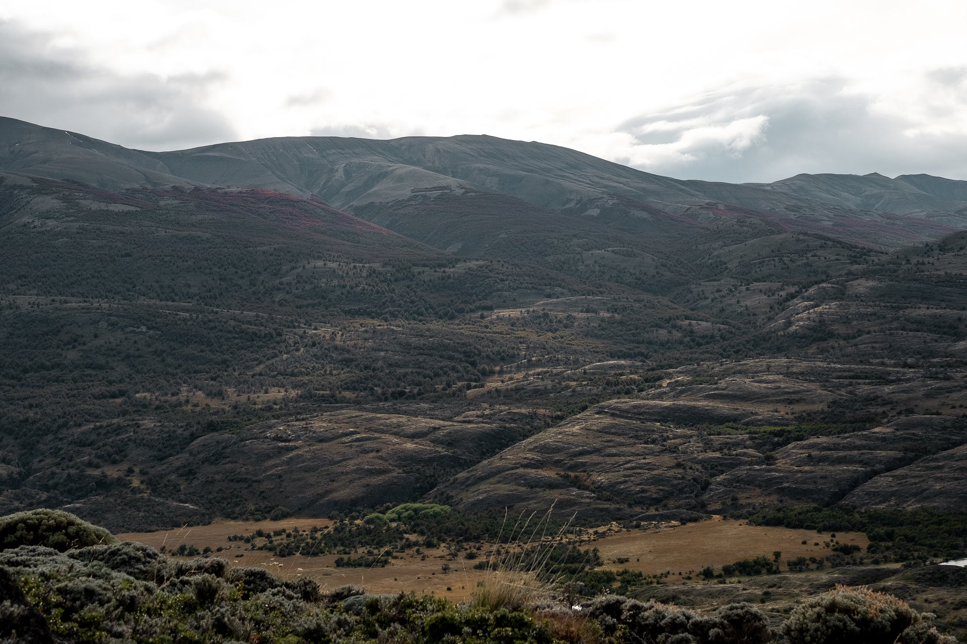 Aros Lenga | A PEDIDO