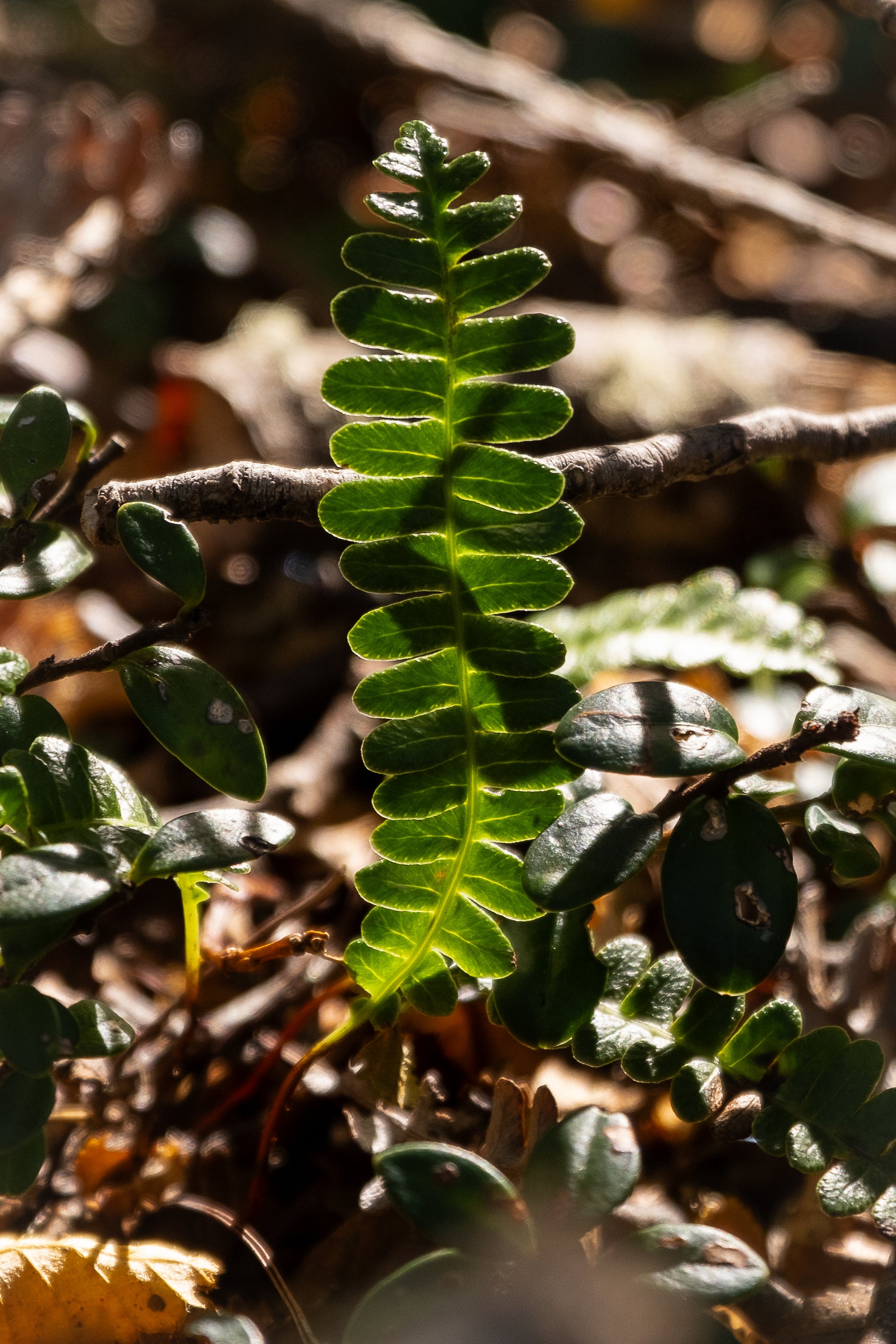 Pulsera Helecho | A PEDIDO