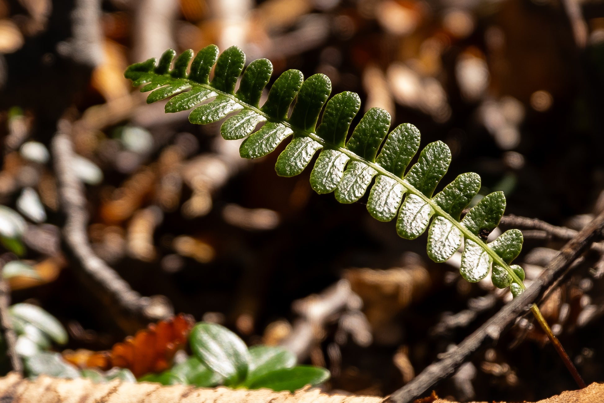 Pulsera Helecho | A PEDIDO